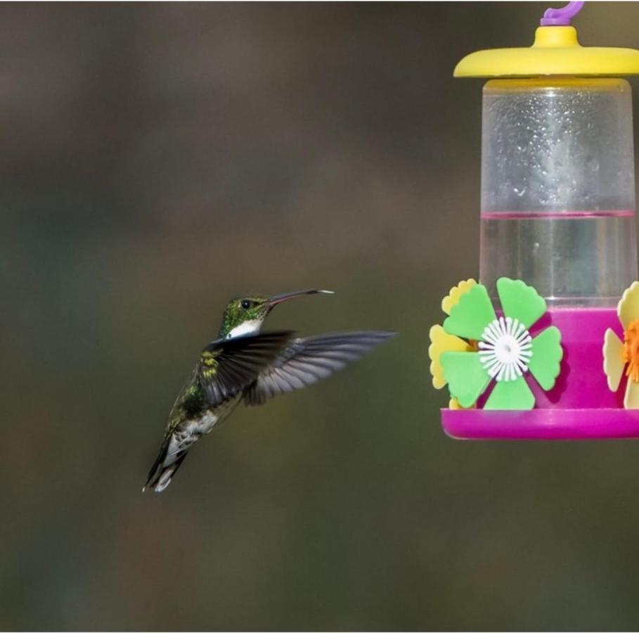 El Colibri De La Naturaleza